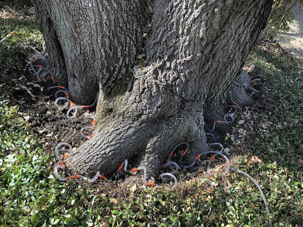 Detailed Tree Cabling and Bracing job site in Ogallah